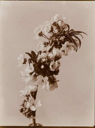 Kirschblüte