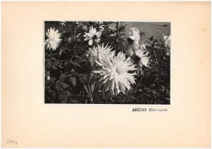 Reichsgartenschau 1939 auf dem Killesberg, Stuttgart: Dahliengarten