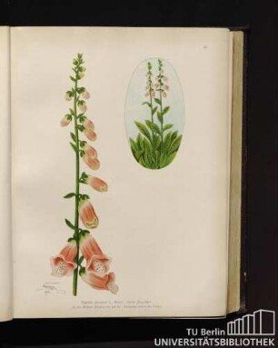 Digitalis purpurea L., Meyer. Roter Fingerhut.
