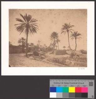 Oasis a Biskra-Algerie