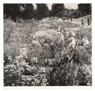 Bundesgartenschau 1955, Kassel: Blumenbeet mit Iris