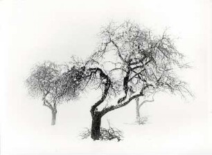 Drei Bäume im Winter