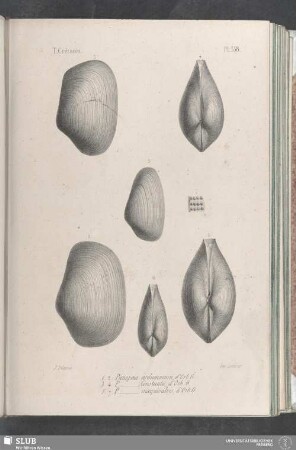 Pl. 358