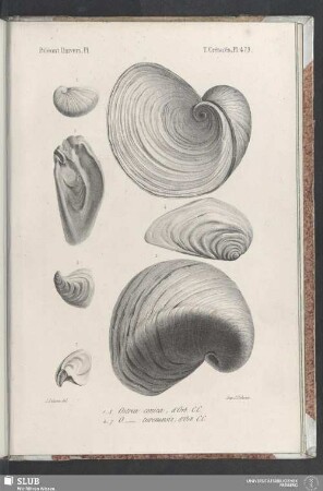 Pl. 479