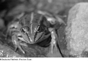 Frosch