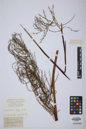Chamaedorea sp.