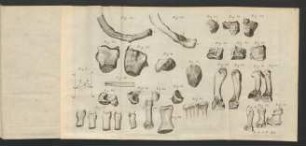 Fig. 33. - Fig. 61.