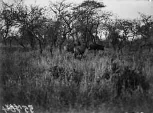 Wasserböcke und Gnus : Wasserböcke und Gnus zwischen den hohen Gräsern der Savanne im Nationalpark.