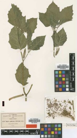 Datura pruinosa Greenm. [type]