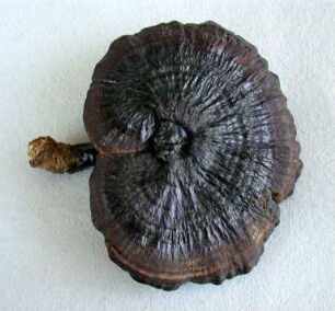 Ling zhi Pilz