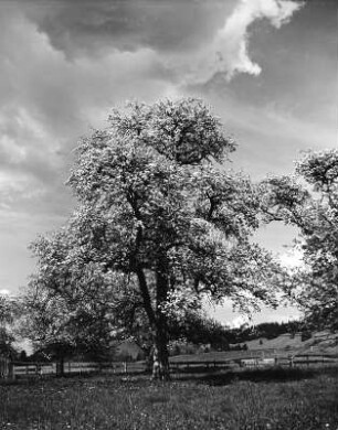 Blühender Baum auf einer Weide