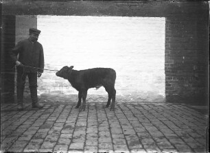 Landshorthorn, Rind, weiblich