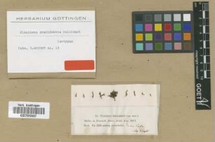 Fissidens similiretis Sull. [isotype]
