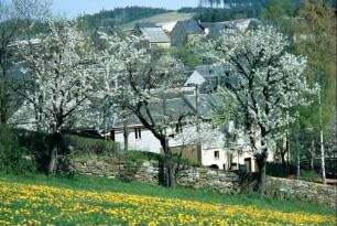 Kirchhofsmauer und blühende Bäume