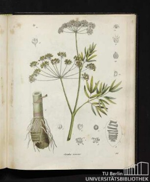 Cicuta virosa.