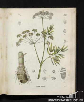 Cicuta virosa.
