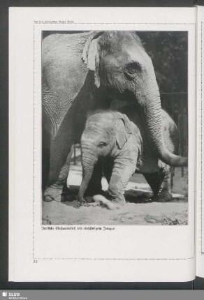 Indische Elefantenkuh mit einjährigem Jungen