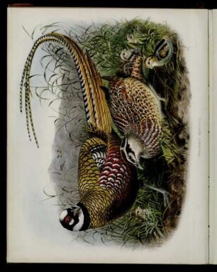 [Plate XI.] Phasianus Reevesii