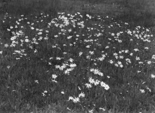 Wiese mit Echter Arnika (Arnica montana), auch Bergwohlverleih