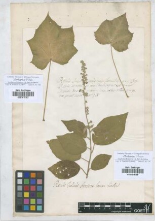 Ricinus