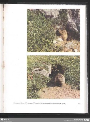 Murmeltiere