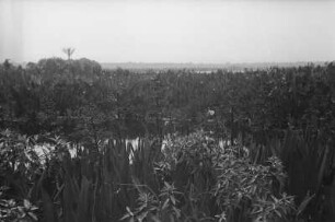 Sumpfgebiet bei Benkulu : Sumpfige Küstenlandschaft