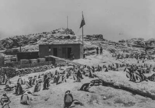Pinguine : Pinguine auf Ponoma-Island