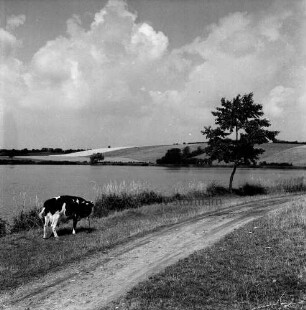Moorteich: im Vordergrund Weg und Randstreifen mit Rind: rechts Baum: im Hintergrund Knicklandschaft
