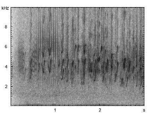 Rauchschwalbe | Hirundo rustica - Gesang