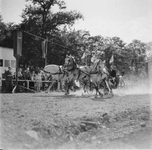 Reiterspiele in Markkleeberg. Galloppierendes Dreiergespann