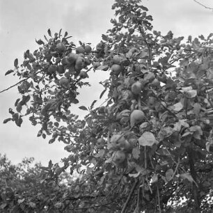 Apfelbaum