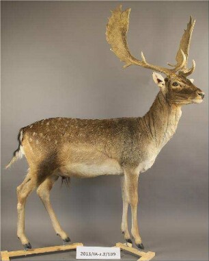 Damhirsch