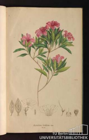 Tab. 81. Azalea indica Lin.