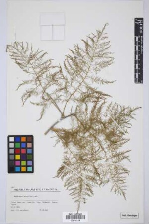 Asparagus scoparius Lowe