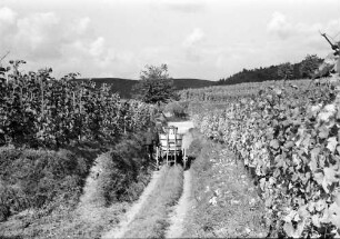 Ihringen: Voller Wagen, von hinten im Hohlweg