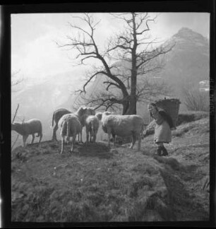 Schafweide in den Schweizer Alpen