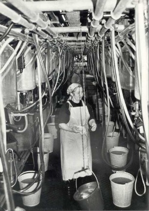 Melkanlage in Radibor : Viehwirtschaft - häusliche Viehwirtschaft. Ort: Radwor / Radibor. Melktechnik