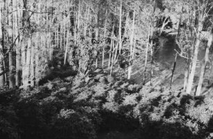Urwald an einem Fluss : Blick auf einen Fluss umgeben von Urwald.