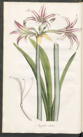 Amaryllis vittata