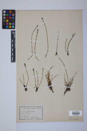 Equisetum variegatum variegatum Schleich.