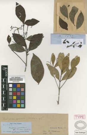 Antirhea granulata (Griseb.) Urb.