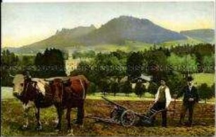 Bauern mit von Ochsen gezogenem Pflug