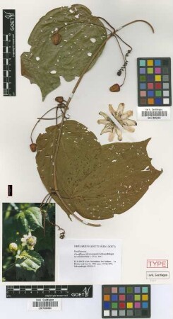 Passiflora chrysosepala Schwerdtf. [isotype]