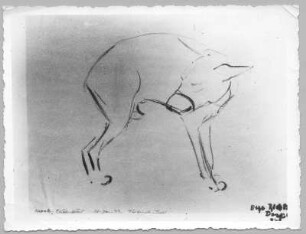 Kranker Schäferhund - Tierklinik Tartu (Naturstudie). Kohlezeichnung (30.1.1933; E. Richter). Dresden-Südvorstadt, Eisenstuckstraße, Atelier der Künstlerin