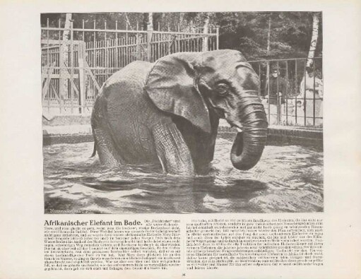 Afrikanischer Elefant im Bade