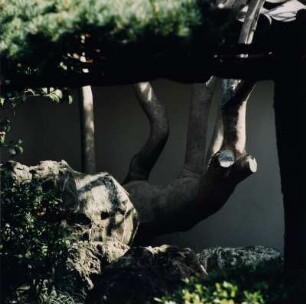 Daisen-in. Kamelienstamm