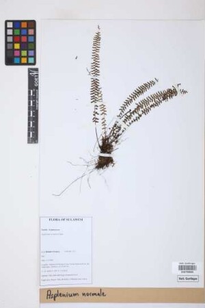 Asplenium normale