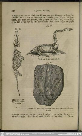 Fig. 99. Plesiosaurus der Juraperiode