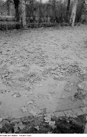 Ahornblätter im Johannapark