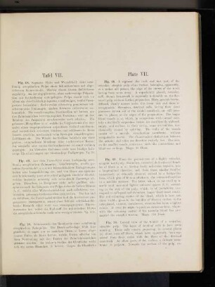 Tafel VII.